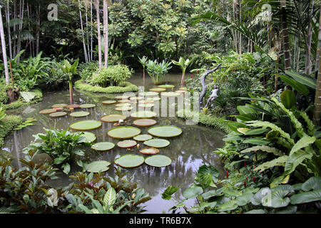 pond in Singapore Botanic Gardens, Singapore Stock Photo