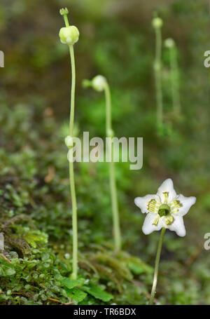 One-flowered pyrola, Woodnymph, One-flowered wintergreen, Single delight, wax-flower (Moneses uniflora), blooming and fruiting, composing, Austria, Tyrol Stock Photo