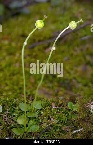 One-flowered pyrola, Woodnymph, One-flowered wintergreen, Single delight, wax-flower (Moneses uniflora), fruiting, Austria, Tyrol Stock Photo