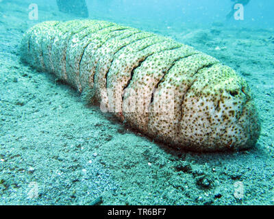 Elephant Trunkfish (Holothuria fuscopunctata), on the ocean bed, Philippines, Southern Leyte, Panaon Island, Pintuyan Stock Photo