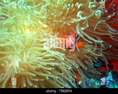 red clownfish, tomato anemonefish, tomato clownfish (Amphiprion frenatus), in a sea anemone, Philippines, Southern Leyte, Panaon Island, Pintuyan Stock Photo