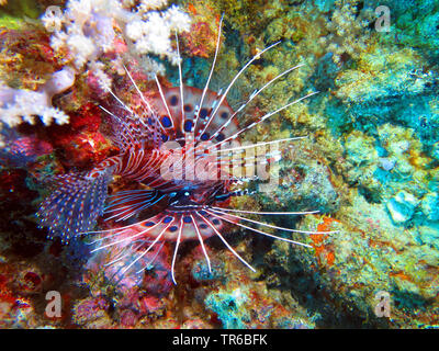 spotfin lionfish, broadbarred firefish (Pterois antennata), at the coral reef, side view, Philippines, Southern Leyte, Panaon Island, Pintuyan Stock Photo