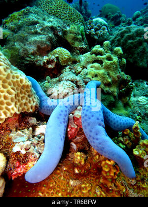 blue star, blue seastar (Linckia laevigata), on the coral reef, Philippines, Southern Leyte, Panaon Island, Pintuyan Stock Photo