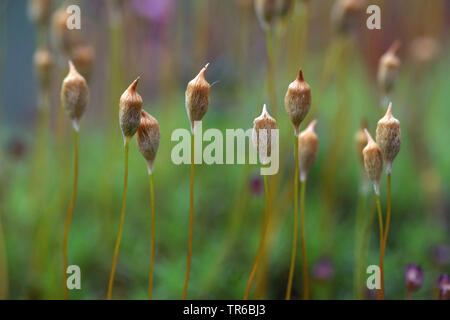 hair cap moss (Polytrichum spec.), capsules, Germany, Bavaria, Ammergebirge Stock Photo