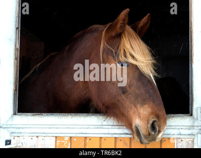 domestic horse (Equus przewalskii f. caballus), peering from a stable, Germany, Bavaria, Oberbayern, Upper Bavaria Stock Photo