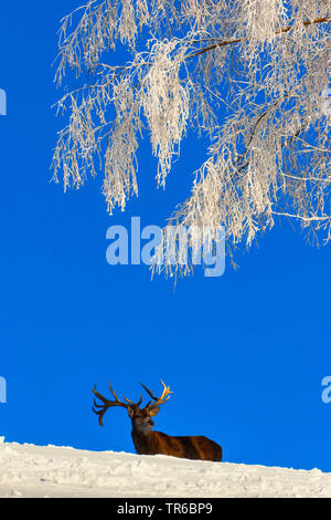 red deer (Cervus elaphus), red deer stag standing in wintry landscape, Austria, Vorarlberg, Bregenzerwald Stock Photo