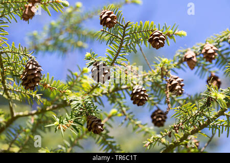 hemlock spruce, eastern hemlock (Tsuga canadensis), branch with cones Stock Photo