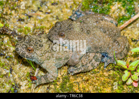 yellow-bellied toad, yellowbelly toad, variegated fire-toad (Bombina variegata), pair, Amplexus lumbalis, Germany, Bavaria, Isental Stock Photo