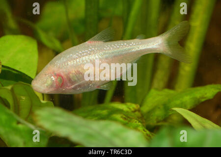 blind cave tetra, blind cavefish (Anoptichthys jordani, Astyanax fasciatus mexicanus), swimming female, side view Stock Photo