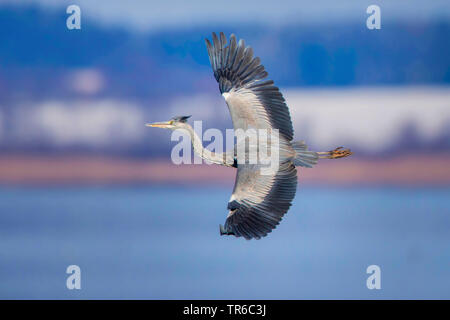 grey heron (Ardea cinerea), spectacular flight over the lake, Germany, Bavaria, Lake Chiemsee