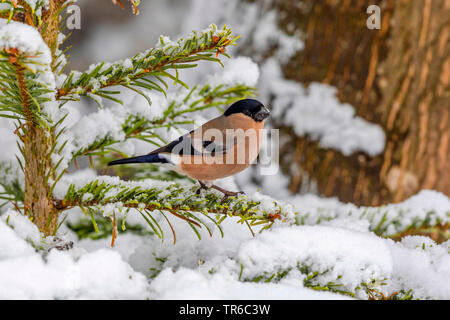 bullfinch, Eurasian bullfinch, northern bullfinch (Pyrrhula pyrrhula), female sitting on a snow-covered fir, side view, Germany, Bavaria, Isental Stock Photo