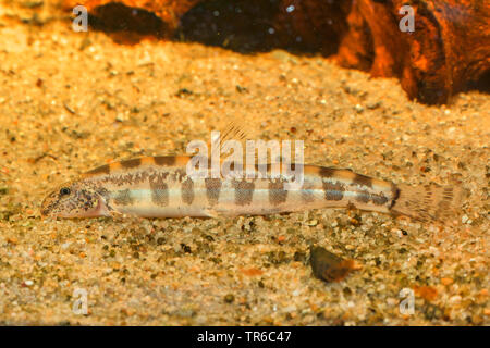 golden loach (Cobitis aurata), foraging on sandy ground, side view Stock Photo