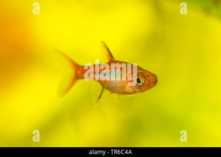 Mosquito Rasbora (Boraras brigittae), swimming female Stock Photo
