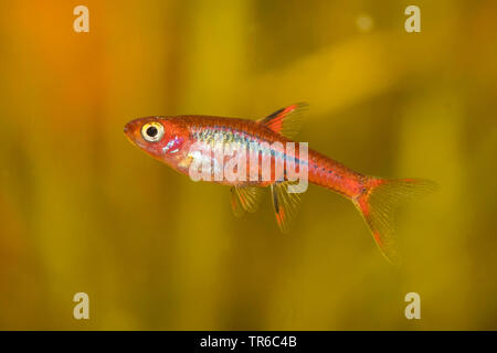 Mosquito Rasbora (Boraras brigittae), swimming female, side view Stock Photo