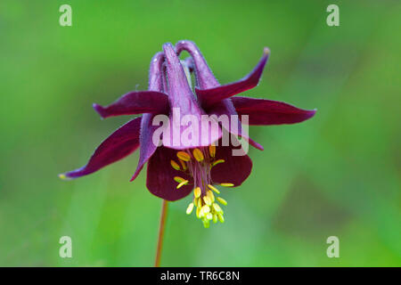 Dark columbine, Granny's bonnet, Dark Red Columbine (Aquilegia atrata), blooming, Germany, Bavaria Stock Photo