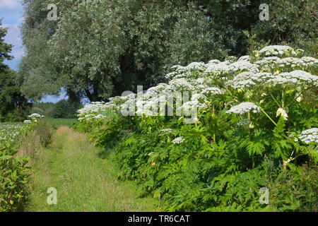 Giant hogweed (Heracleum mantegazzianum), group on a meadow, Germany, Bavaria Stock Photo