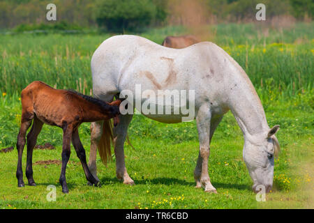Camargue horse (Equus przewalskii f. caballus), mare with foal grazing in a meadow, side view, Spain Stock Photo