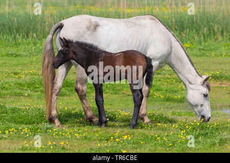Camargue horse (Equus przewalskii f. caballus), mare grazing with foal in a meadow, side view, Spain Stock Photo