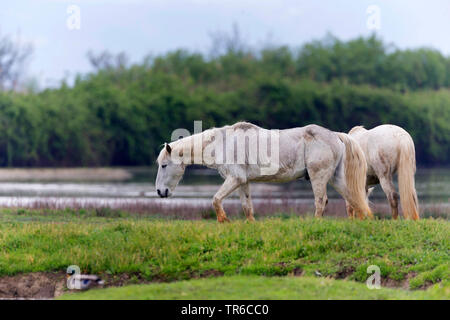 Camargue horse (Equus przewalskii f. caballus), two Camargue horses grazing in the wetland, Spain Stock Photo