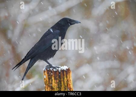 Carrion crow (Corvus corone, Corvus corone corone), sitting during snowfall on a wooden post, side view, Germany Stock Photo