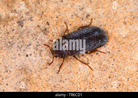 Dermestid beetle (Dermestes haemorrhoidalis, Dermestes gulo), imago, view from above, Germany Stock Photo