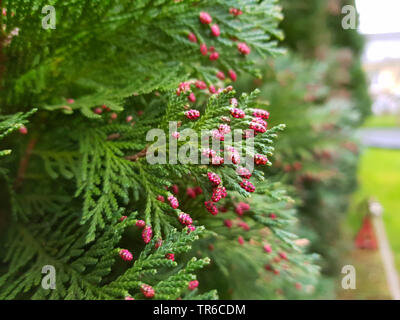 Lawson cypress, Port Orford cedar (Chamaecyparis lawsoniana), pollen cones, Germany Stock Photo
