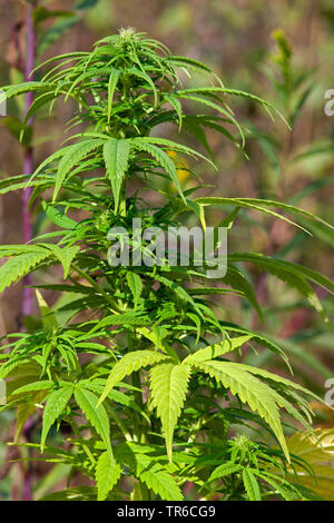 Indian hemp, marijuana, mary jane (Cannabis sativa), female plant Stock Photo