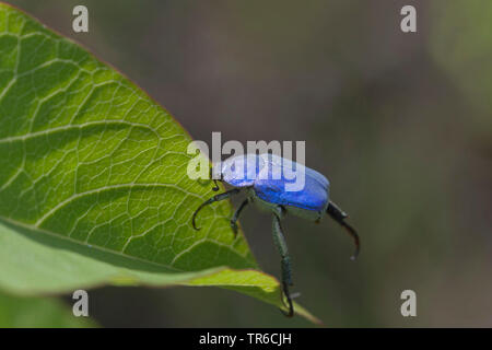 scarabaeid beetle (Hoplia coerulea), sitting at a leaf, side view, Spain, Balearen, Majorca Stock Photo
