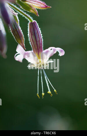 nottingham catchfly (Silene nutans), flower in backlight, Germany Stock Photo
