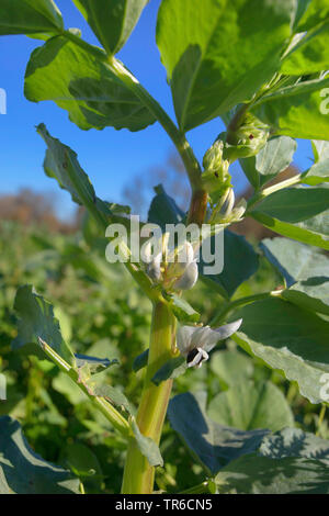 Broad bean, Fava bean, Faba bean, Field bean, Bell bean, Tic bean (Vicia faba, Faba vulgaris), blooming on a field, Germany Stock Photo