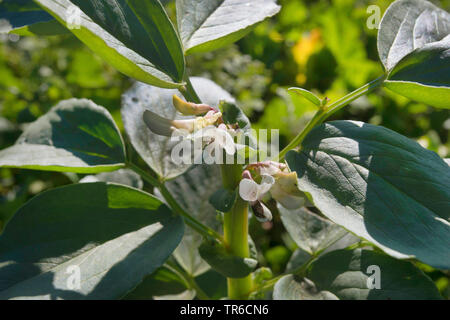 Broad bean, Fava bean, Faba bean, Field bean, Bell bean, Tic bean (Vicia faba, Faba vulgaris), blooming on a field, Germany Stock Photo