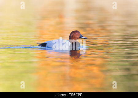 common pochard (Aythya ferina, Anas ferina), male on water, Germany, Bavaria Stock Photo