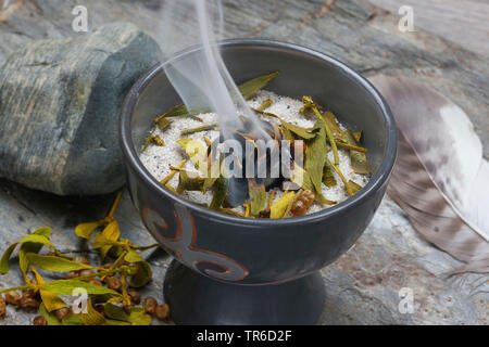 mistletoe (Viscum album subsp. album, Viscum album), bruning of leaves and berries of mistleto, Germany Stock Photo