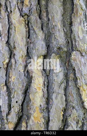 European black pine, Austrian pine, Black Pine, Corsican Pine (Pinus nigra), bark Stock Photo
