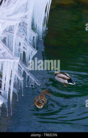 mallard (Anas platyrhynchos), swimming pair under icicles, France, Savoie, Haute Savoy Stock Photo