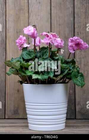 Florists Cyclamen (Cyclamen persicum 'Rokoko', Cyclamen persicum Rokoko), cultivar Rokoko Stock Photo