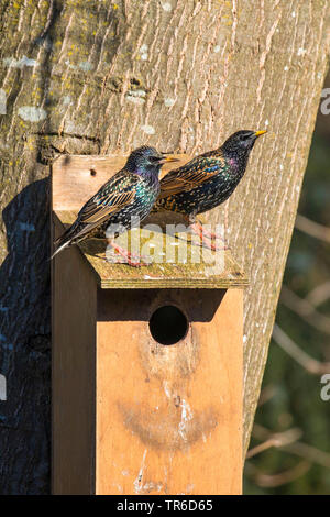 common starling (Sturnus vulgaris), on a nesting box, Germany, Bavaria Stock Photo