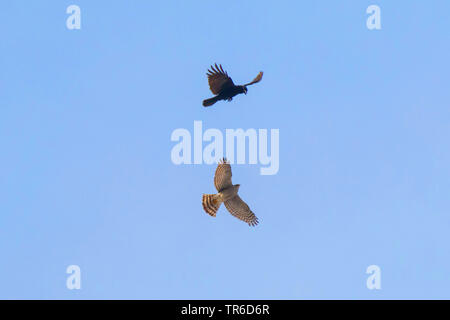 northern sparrow hawk (Accipiter nisus), flying female, is attacked by Carrion crow, Germany, Bavaria Stock Photo