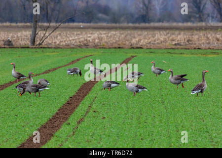 greylag goose (Anser anser), flock feeding on winter wheat, Germany, Bavaria, Erdinger Moos Stock Photo