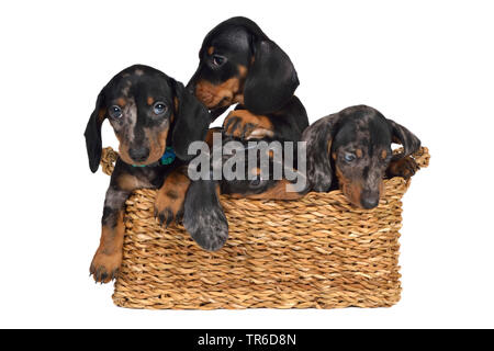 Short-haired Dachshund, Short-haired sausage dog, domestic dog (Canis lupus f. familiaris), four cute dachshund whelps in a basket, cut-out