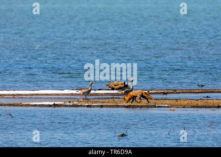red fox (Vulpes vulpes), stalking over a gravel bank with greylag geese, Germany, Bavaria, Lake Chiemsee Stock Photo