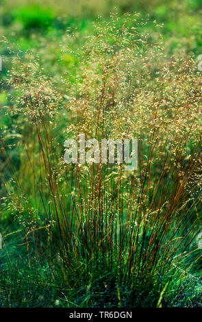 wavy hair-grass, crinkled hairgrass (Deschampsia flexuosa, Avenella flexuosa), blooming, Germany Stock Photo