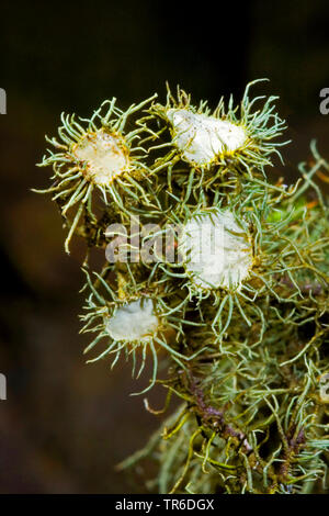 Florida Beard Lichen (Usnea florida, Usnea barbata), with apothecia Stock Photo