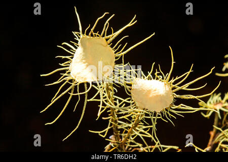 Florida Beard Lichen (Usnea florida, Usnea barbata), with apothecia Stock Photo