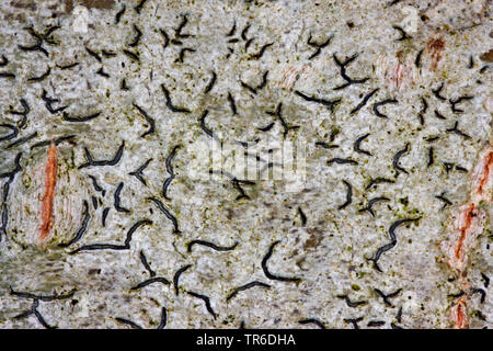 Common Script Lichen, script lichen, secret writing lichen, Pencilmark Lichen, crustose lichen (Graphis scripta), Germany Stock Photo