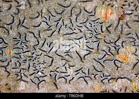 Common Script Lichen, script lichen, secret writing lichen, Pencilmark Lichen, crustose lichen (Graphis scripta), Germany Stock Photo