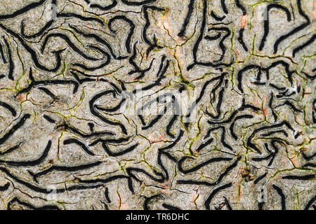 Common Script Lichen, script lichen, secret writing lichen, Pencilmark Lichen, crustose lichen (Graphis scripta), Germany Stock Photo