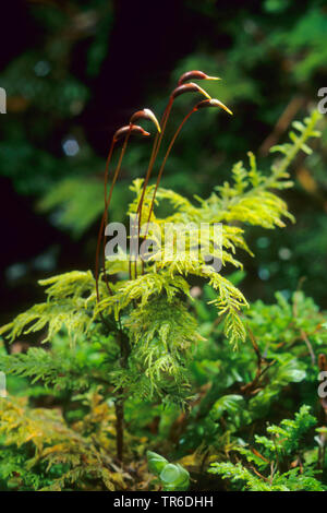 Common Tamarisk-moss (Thuidium tamariscinum, Hypnum tamariscinum, Thuidium tamariscifolium), with capsules, Germany Stock Photo