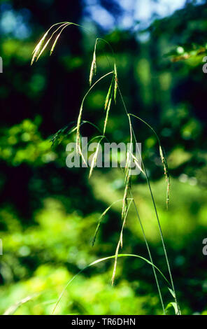 Benekens hairy brome (Bromus ramosus), inflorescence, Germany Stock Photo