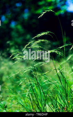 slender false brome, ornamental grass (Brachypodium sylvaticum), blooming, Germany Stock Photo
